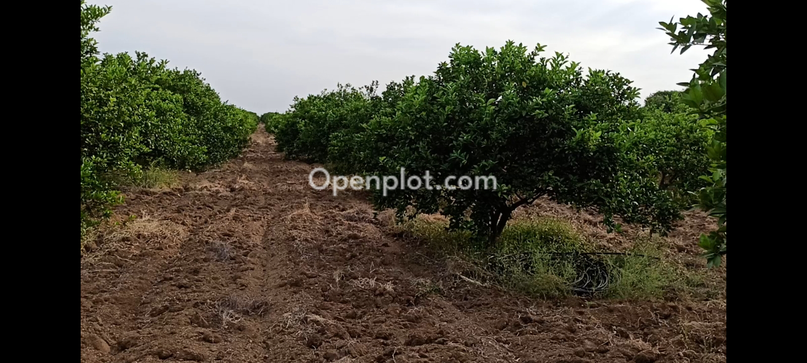 Land for Sale in Bonala,YSR